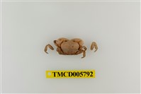 藏品(玲瓏無齒蟹)的圖片